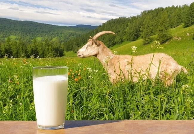 Susu Etawa