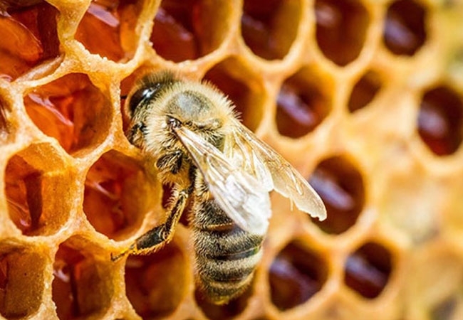 Propolis
